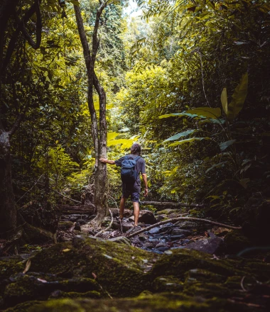Trekker on a trail in dense rainforest