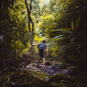 Trekker on a narrow trail through dense rainforest