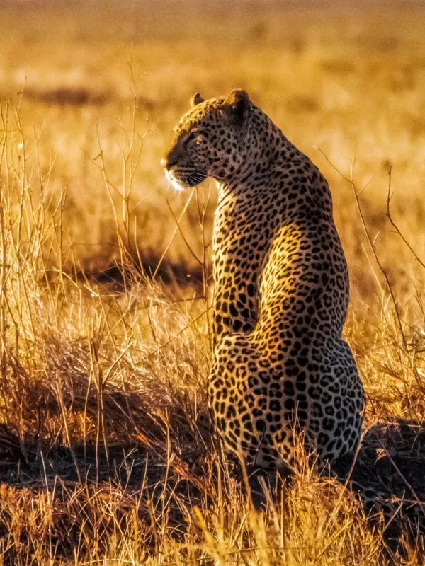 Leopard sitting in golden grass