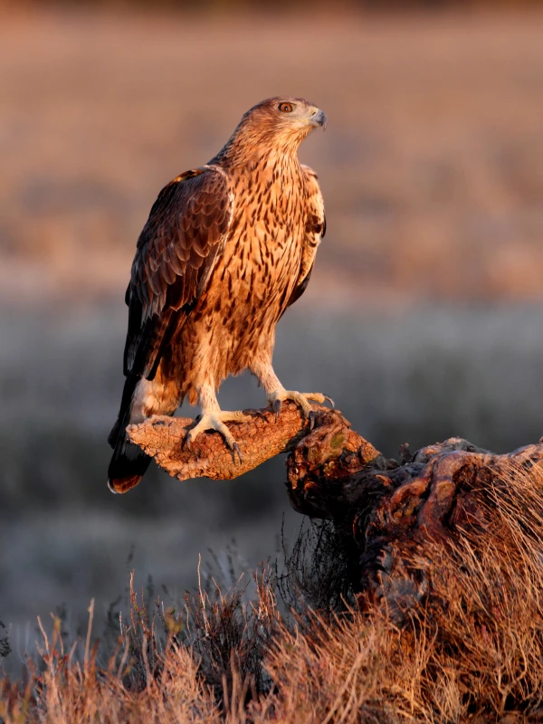 Uganda Birding Circuit