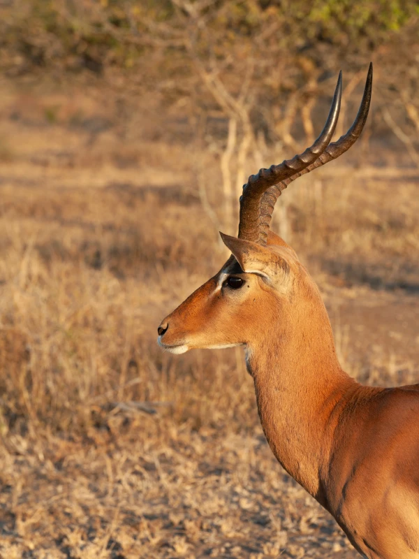 Impala standing in open grassland