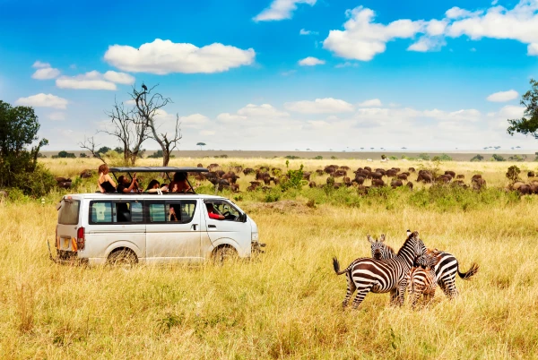 Safari vehicle beside a herd of zebra